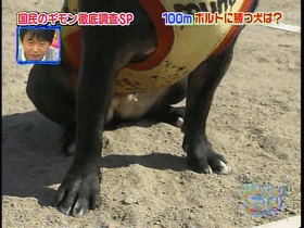 博尔特与狗百米对决?!汪星人能否胜出?